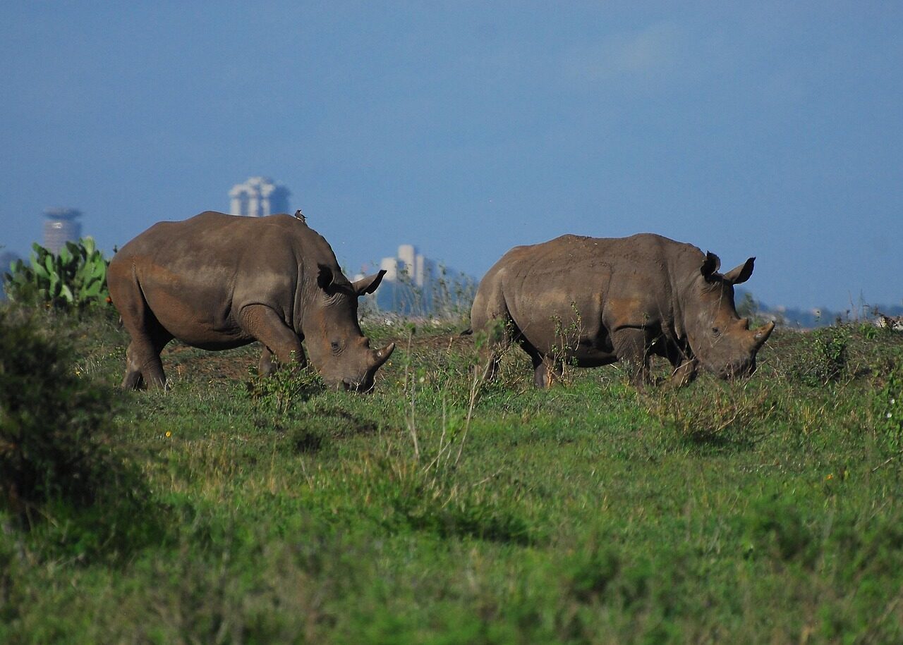 Two rhinos grazing in grassland.